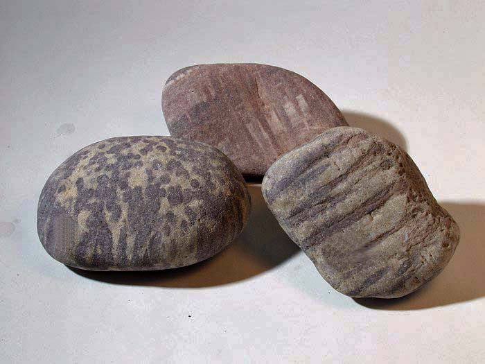 Scolithus