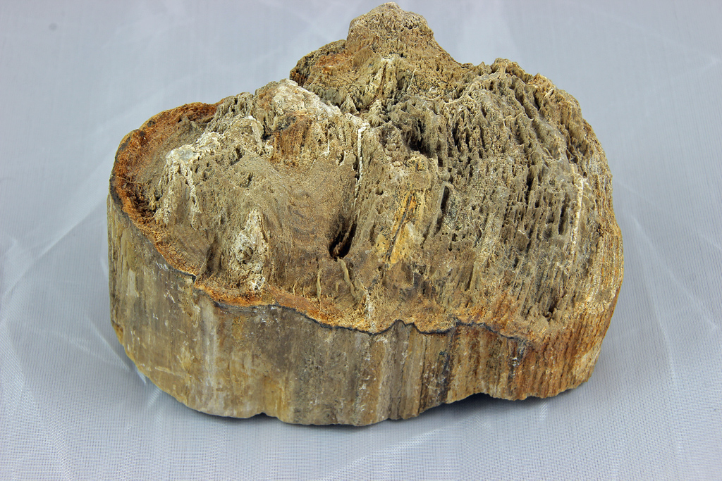 Gingo Biloba
