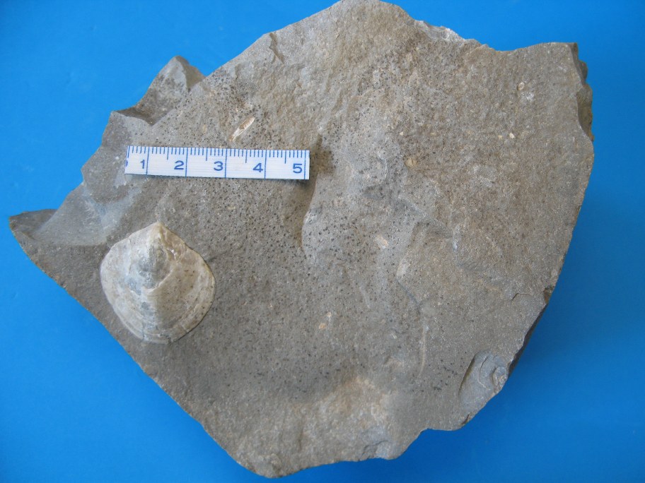 Flint med brachiopod Terebratula lens