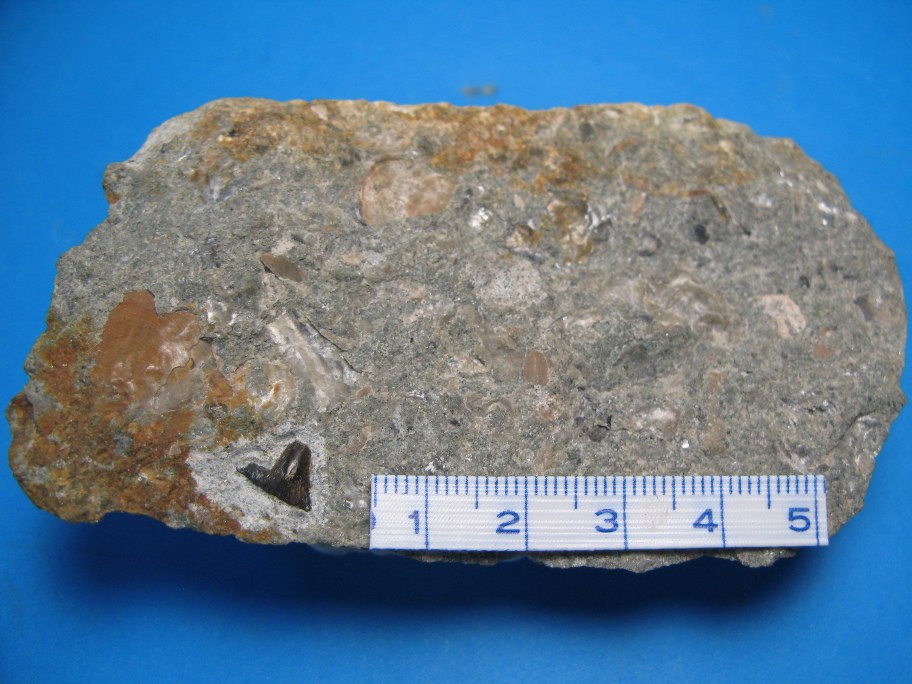 Wealden kalksandsten med hypodont hajtand