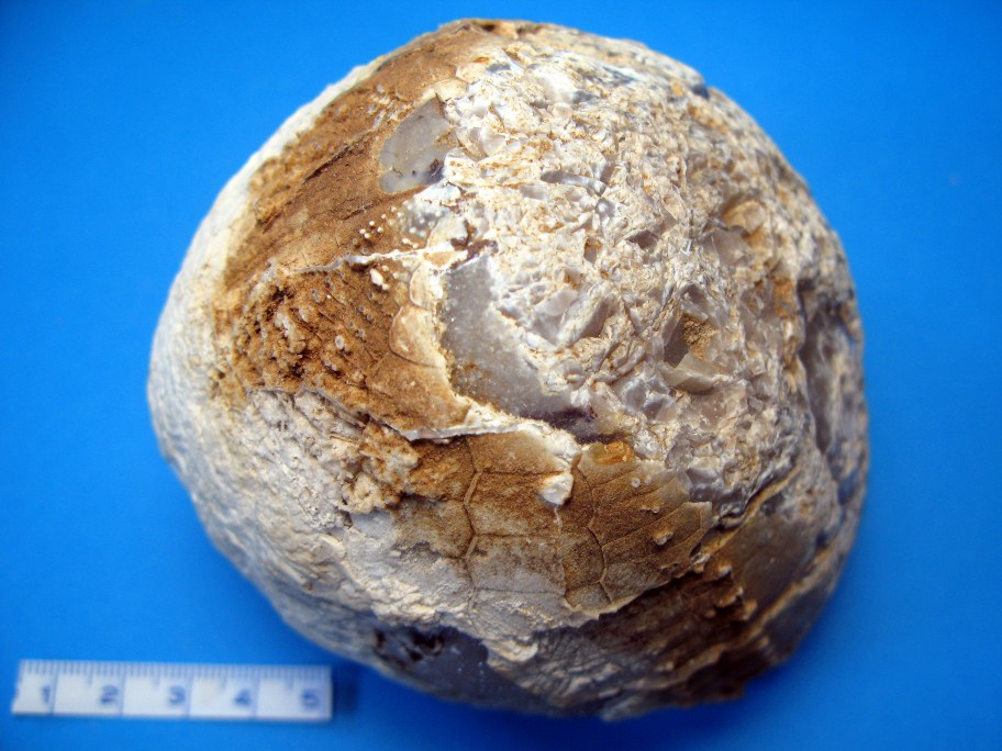Flint med søpindsvin Echinocorys