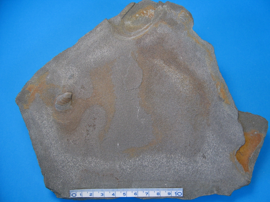 Colonus Skifer med Monograptus priodon