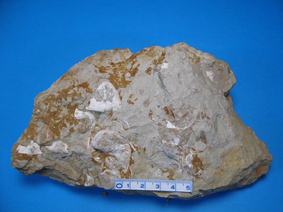 Macroura Kalk med Strophomena