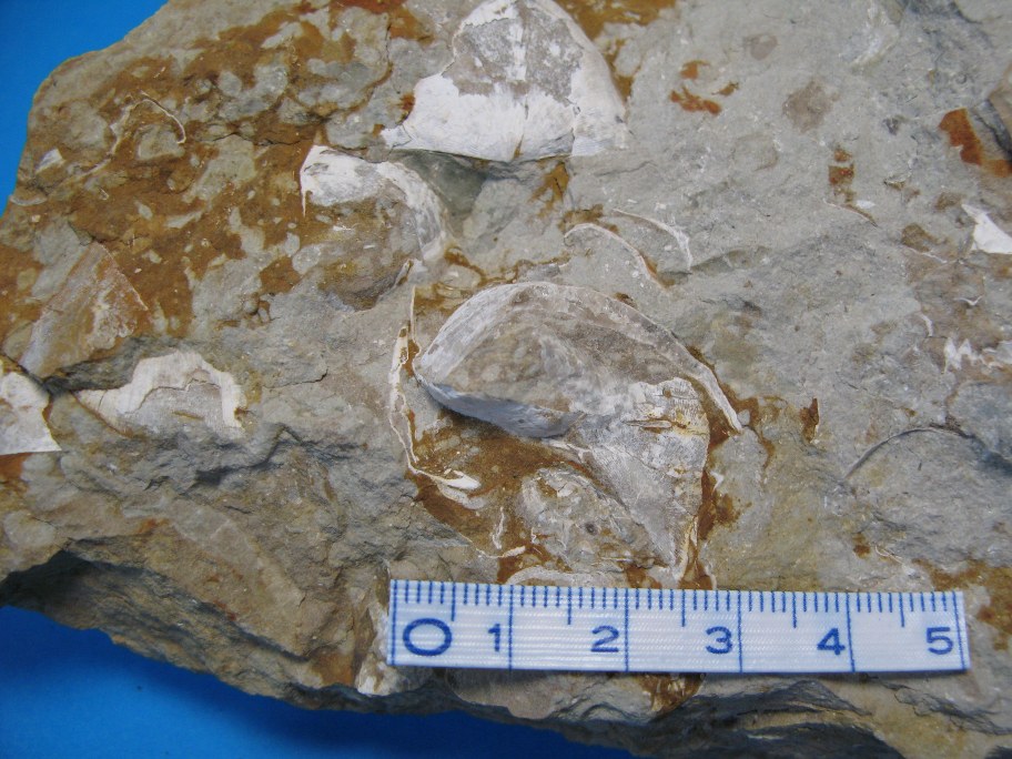 Nærbillede af Strophomena
