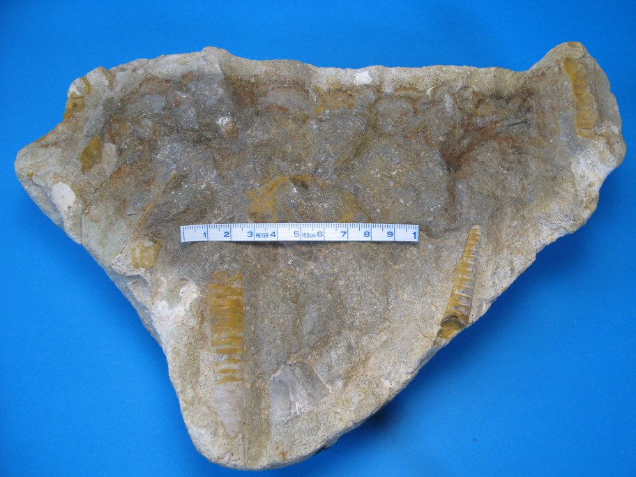 Orthoceratitkalk