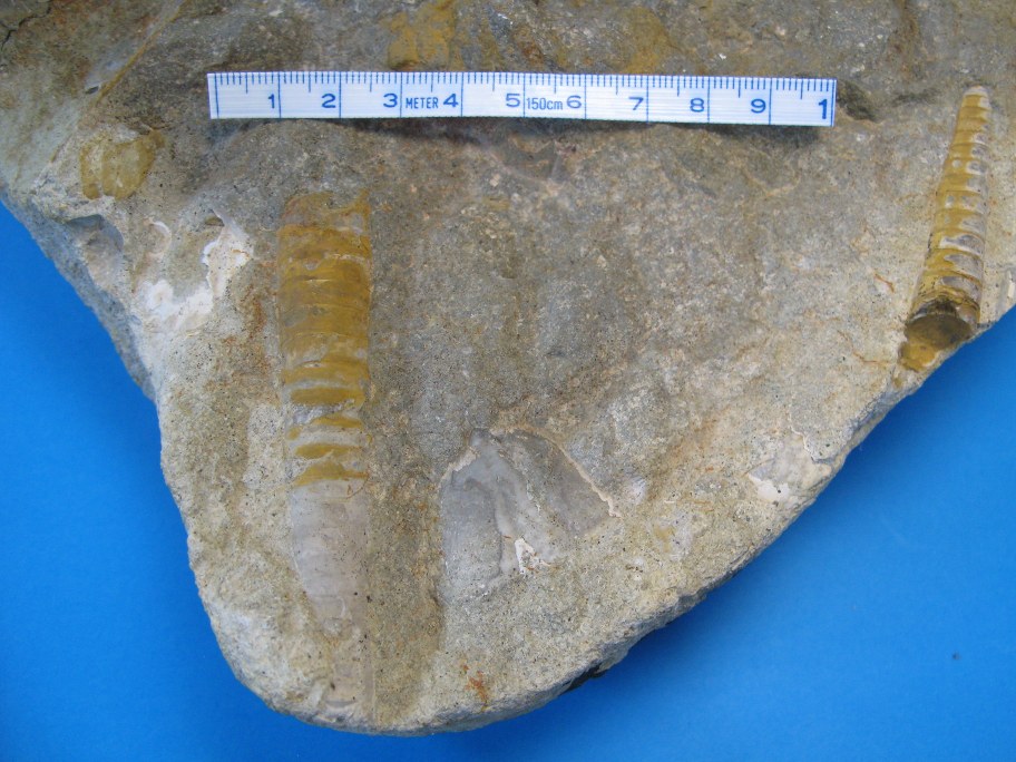 Orthoceras