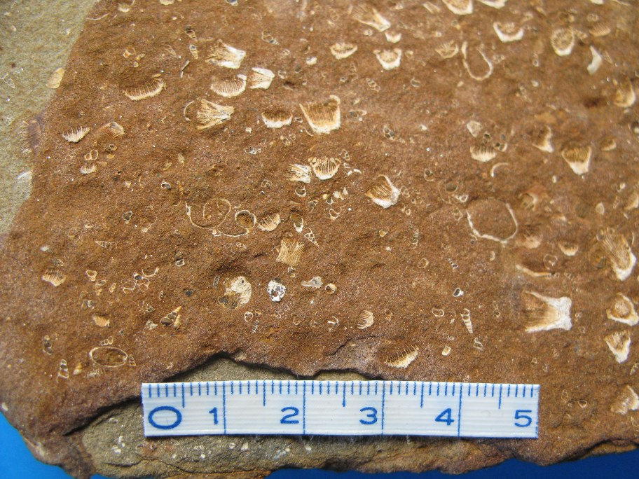 Nærbillede af Sphenotrocus latus