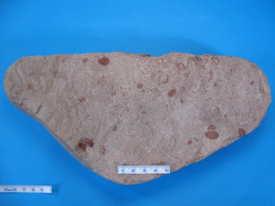 Øvedsandsten med Leperditia