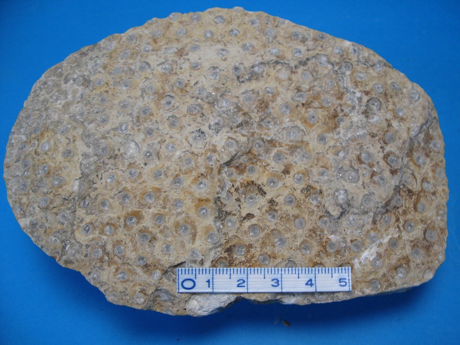Kalksandsten med Sorcinula organa