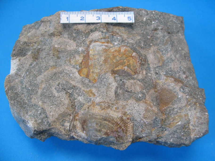 Orthoceratitkalk