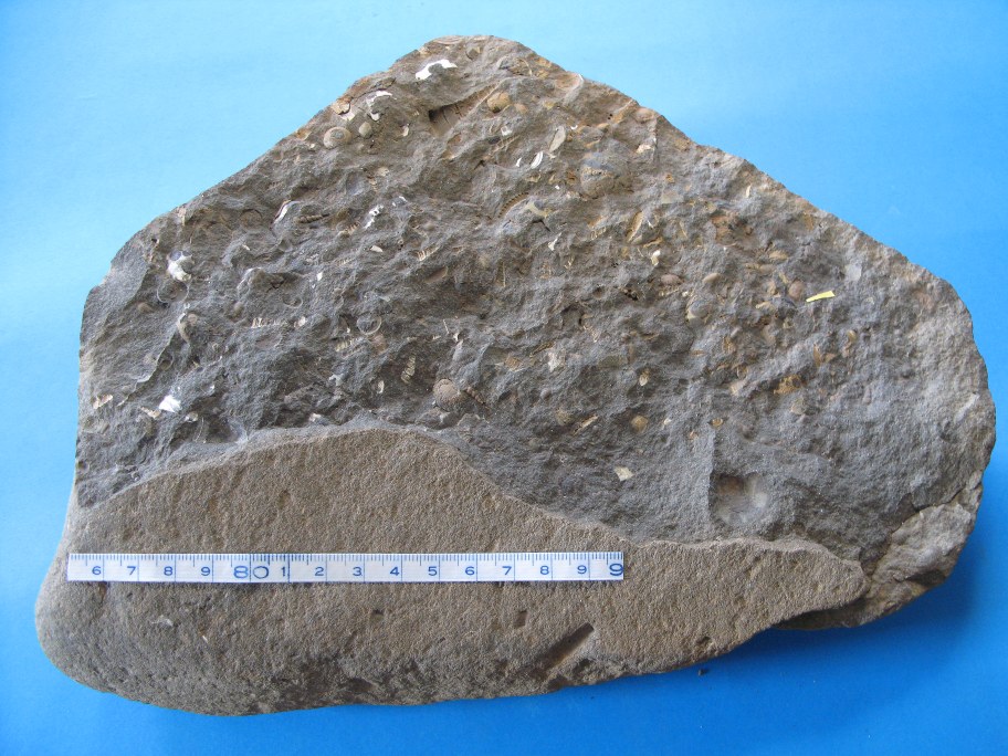 Turritella-sandsten med Turritella snegle, muslinger og hajtand