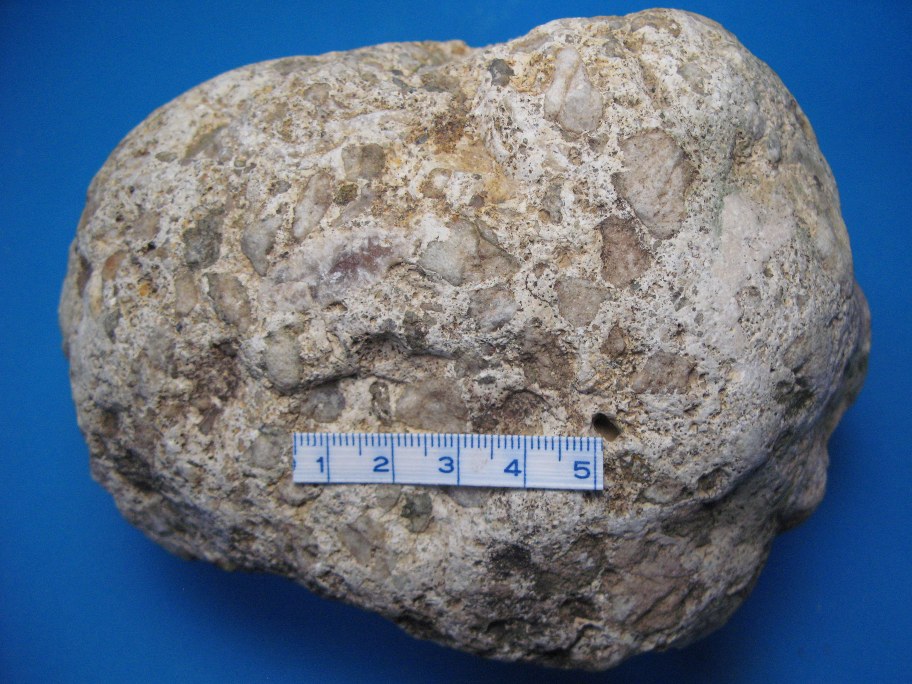 kalkstens Konglomerat med fragmenter af belemnitter