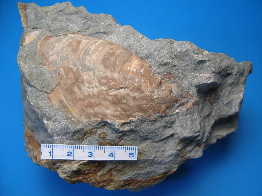 Wealden kalksandsten med musling Isognomon