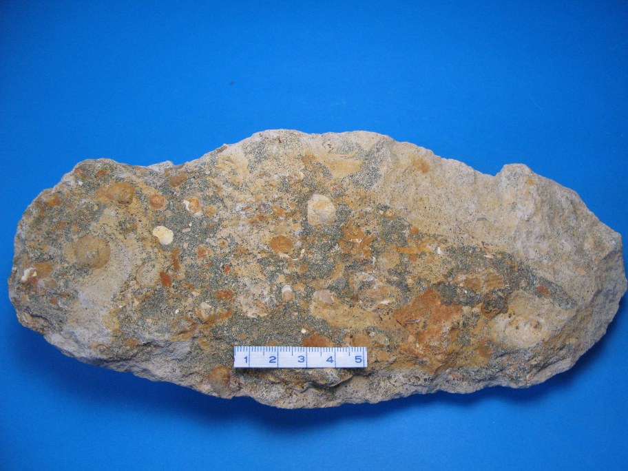 Sandsten med fragmenter af muslinger