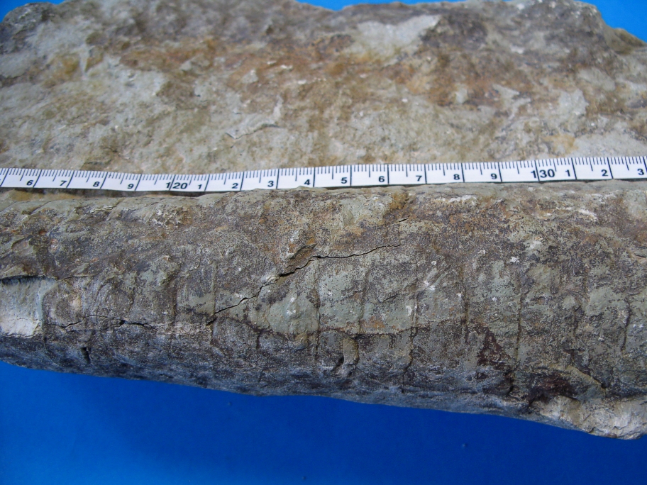 Stor orthoceratit