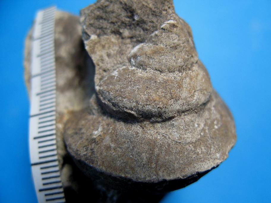 Nærbillede af sneglen