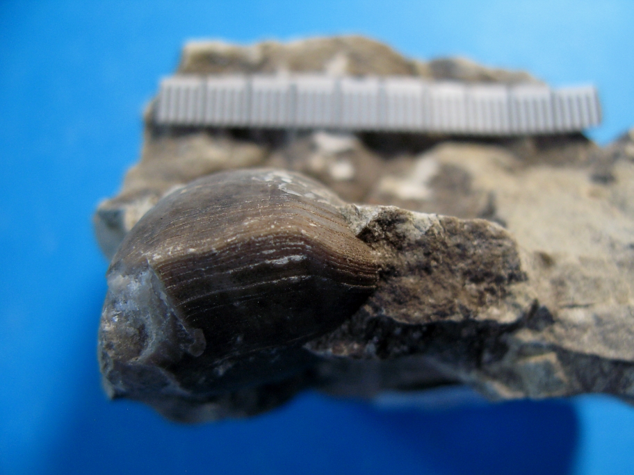 Kalksten med brachiopod