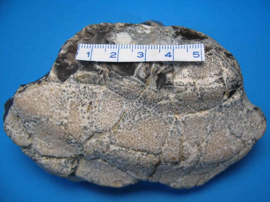 Flint med skalrest af muslingen Inoceramus