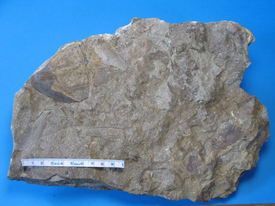 Orthoceratitkalk