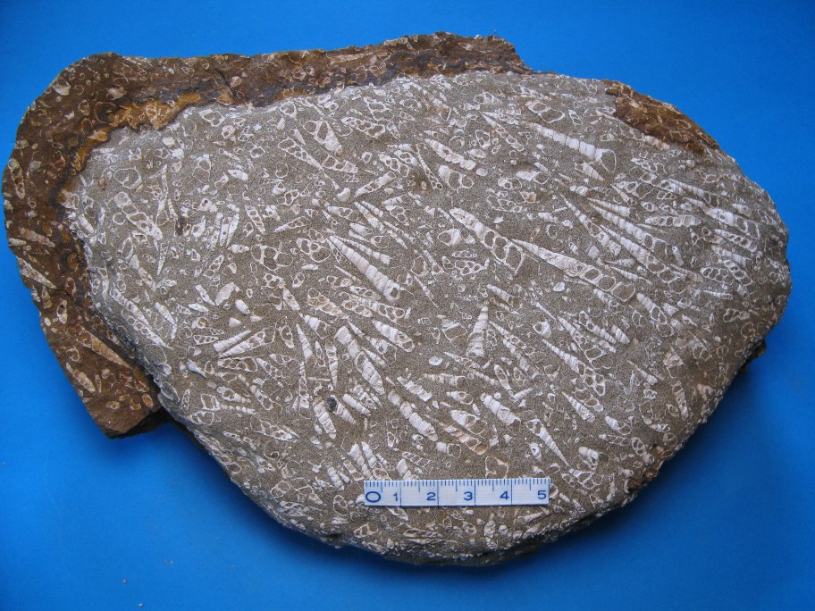 Turritella-sandsten med Turritella imbricataria
