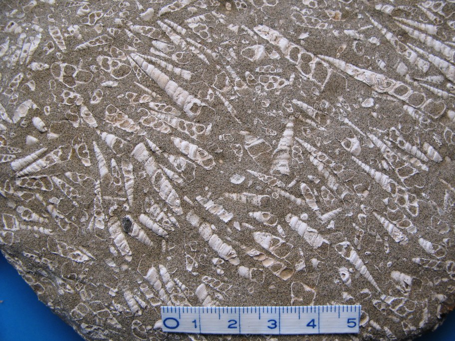 Nærbillede af Turritella imbricataria