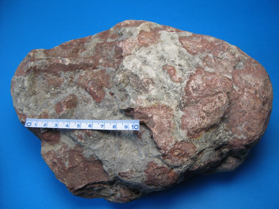 Orthoceratitkalk