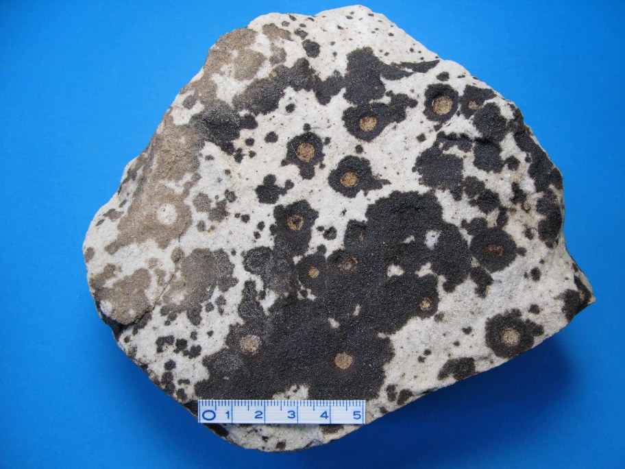 Leopard Sandsten