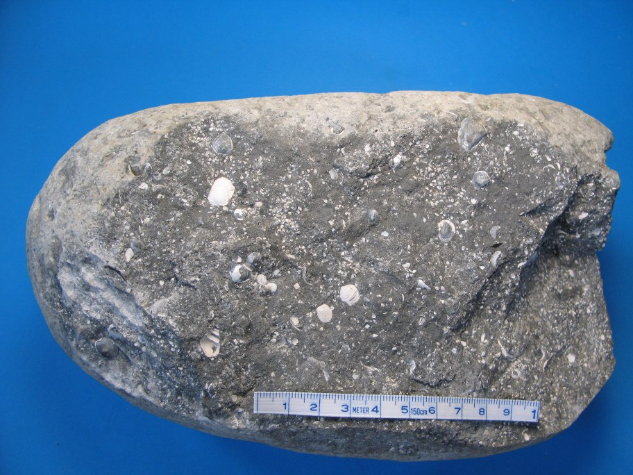 Wealden kalksandsten med sneglene Viviparus og Paludina