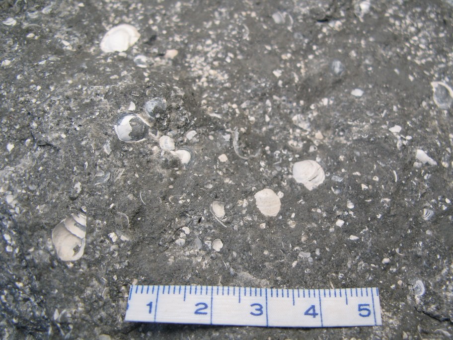 Nærbillede af sneglene Viviparus og Paludina