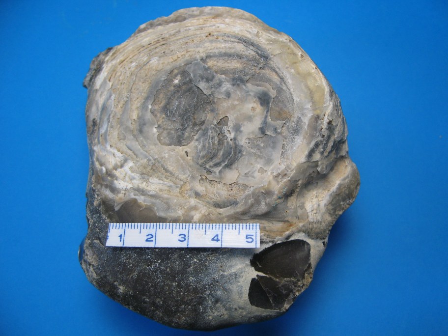 Flint med østers Pycnodonte vesicularis