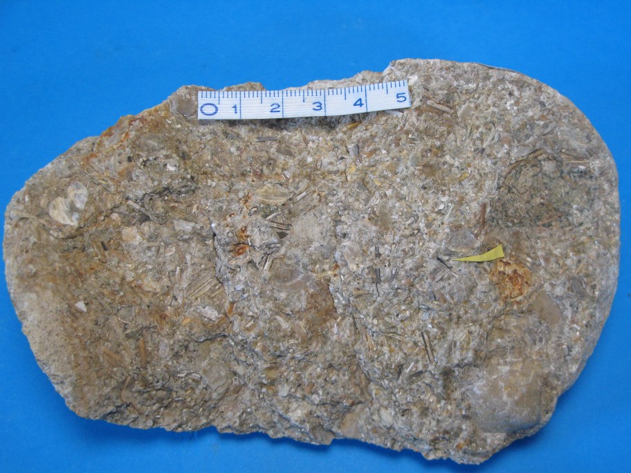 Echinoderm-konglomerat med kalkrørsorme og hajtand