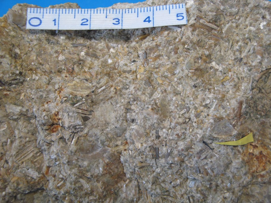 Nærbillede af Echinoderm-konglomerat