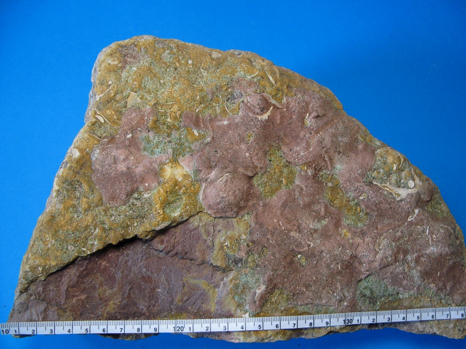 Orthoceratitkalk
