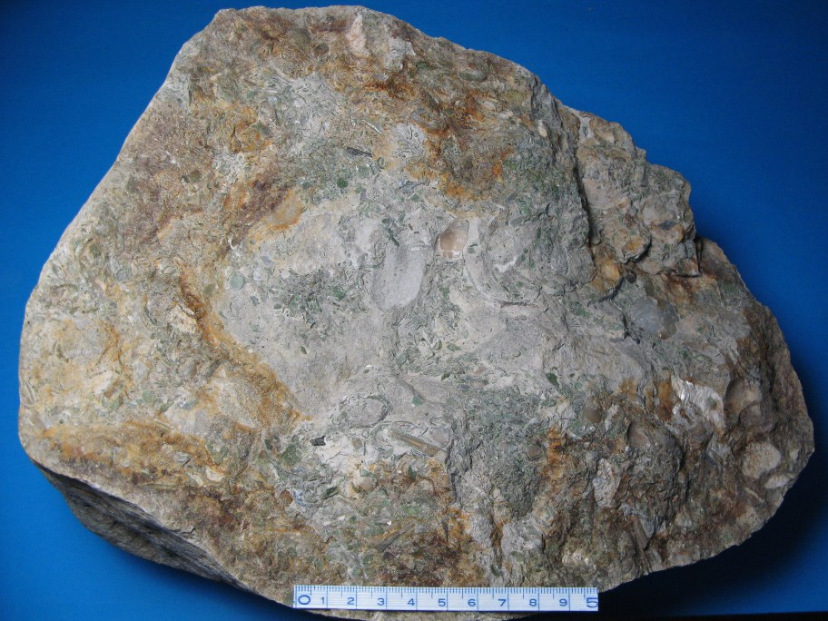 Glaukonitrig Echinoderm-konglomerat