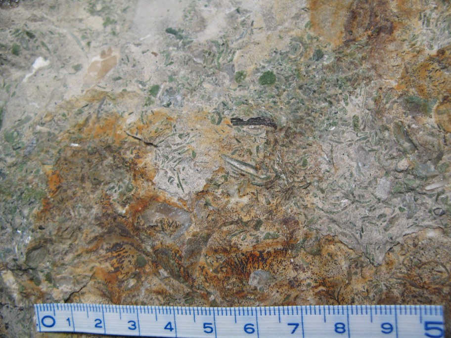 Nærbillede af glaukonitrig Echinoderm-konglomerat