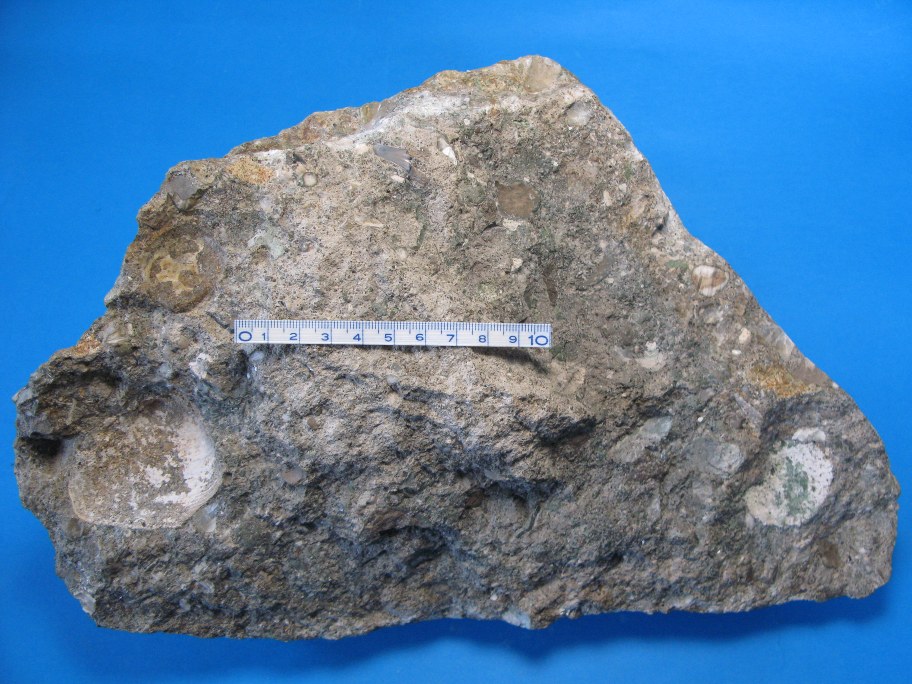 Echinoderm-konglomerat med echinodermrester, muslinger og hajtænder