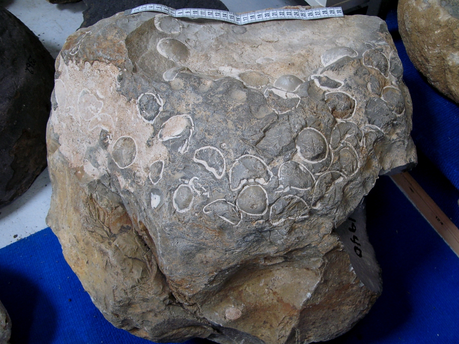 Flintblok med næsten 50 søpindsvin Echinocorys
