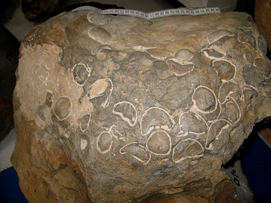 Nærbillede af synlige søpindsvin Echinocorys