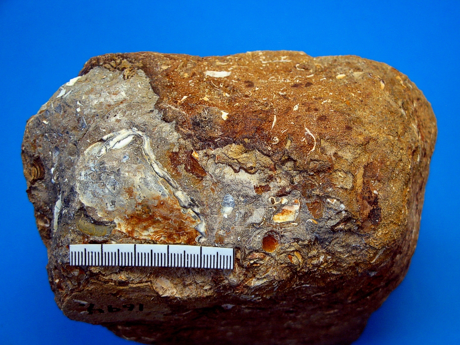 Kalksandsten med muslinger og snegle
