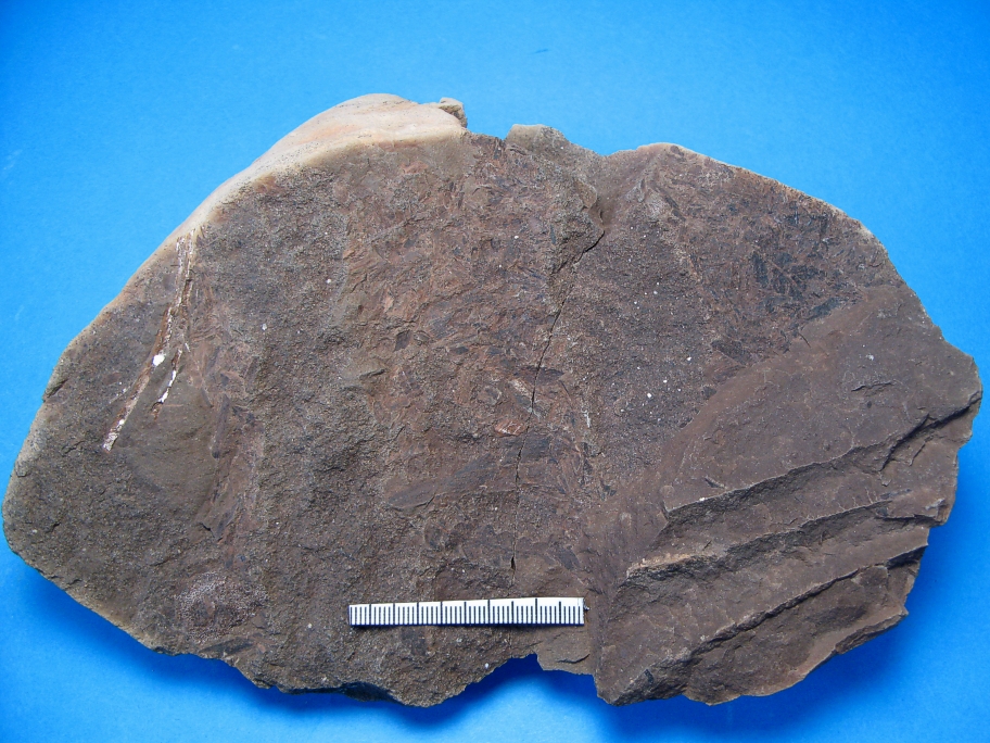 Sandsten med planterester og bregneblad Coniopteris