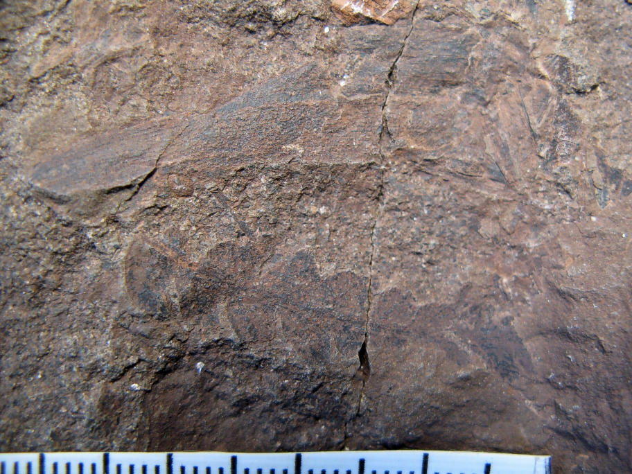 Nærbillede af bregneblad Coniopteris