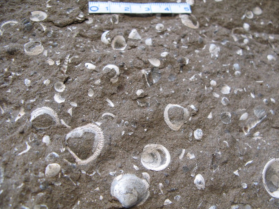 Nærbillede af muslingen Cardium
