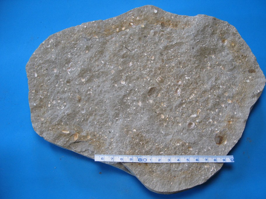 Kalksandsten med musling Nucula