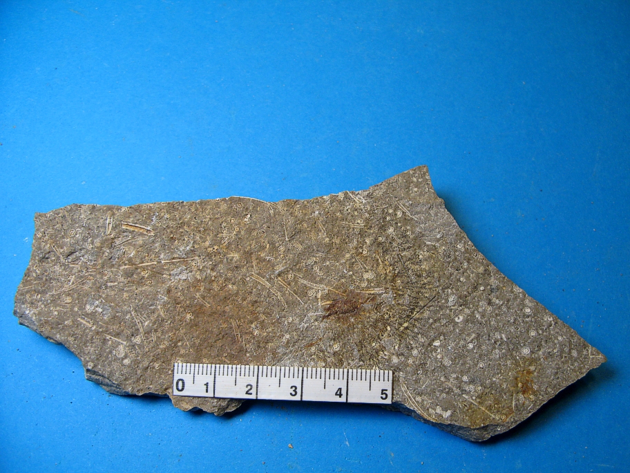 Forkislet kalksandsten med foraminiferer og bryozoer