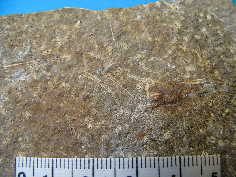 Nærbillede af forkislet kalksandsten med foraminiferer og bryozoer