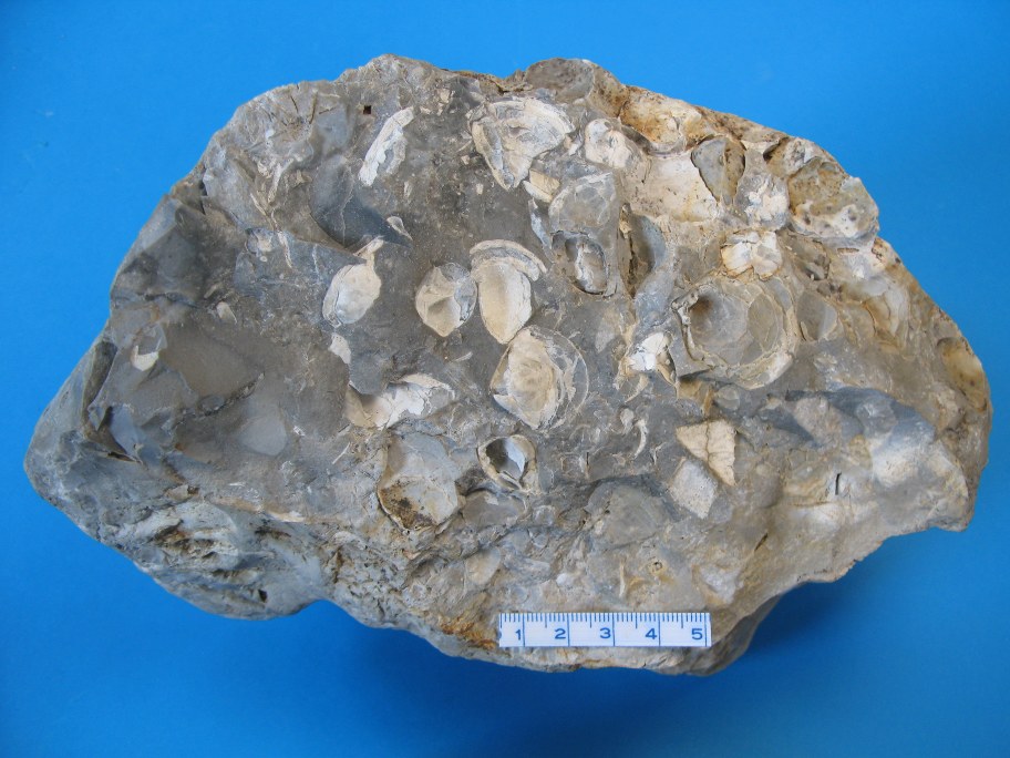Flint med brachiopoder