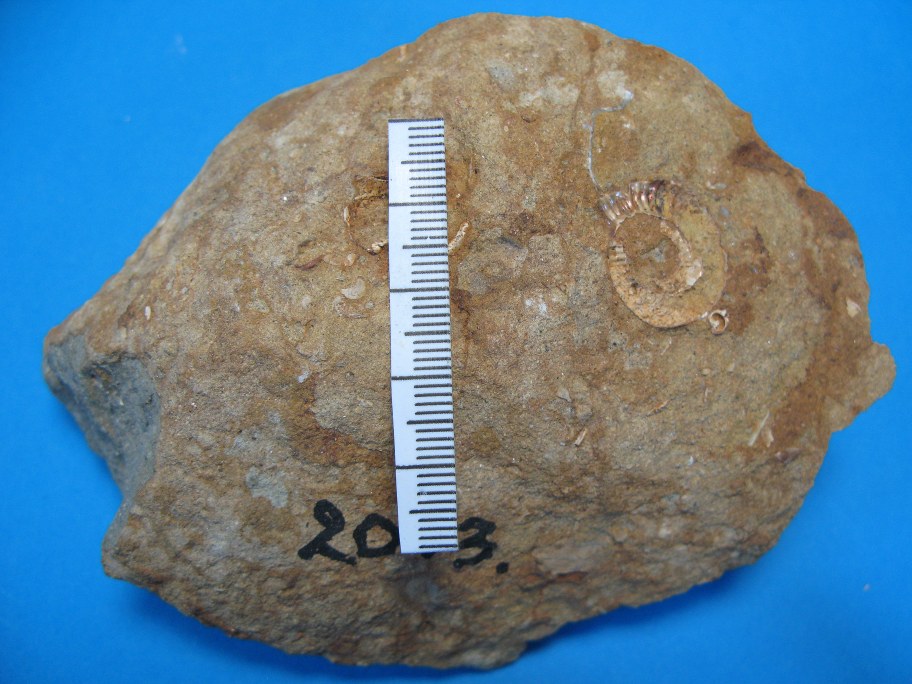 Silt/Sandsten med muslingerester og ammonitdel