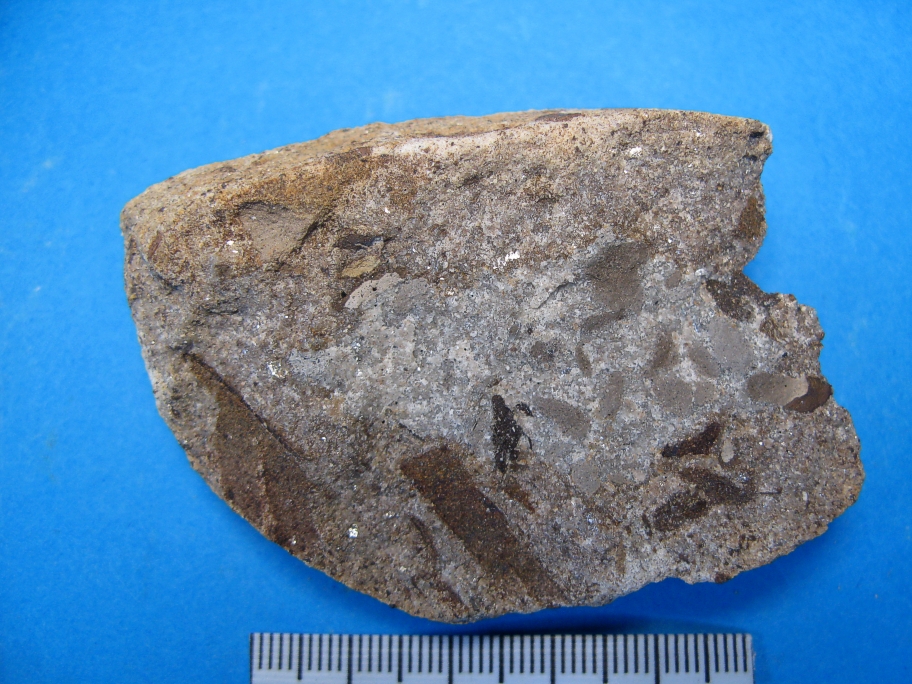 Sandsten med blad fra Ctenopteris cycadea