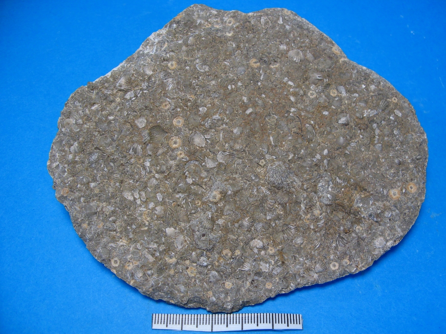 Kalksten med Microsphaediorhynchus nucula