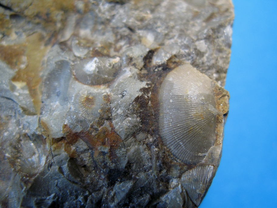 Nærbillede af Protochonetes striatellus